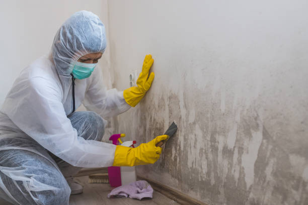 Best Black Mold Removal  in Keuka Park, NY