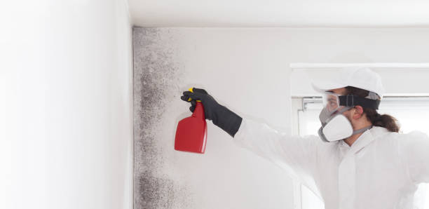 Attic Mold Removal in Keuka Park, NY