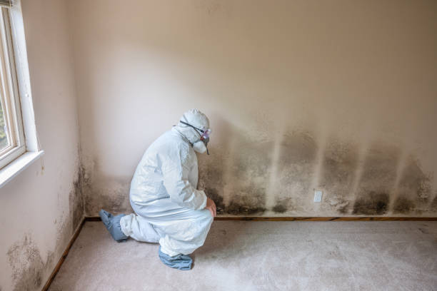 Best Toxic Mold Removal  in Keuka Park, NY