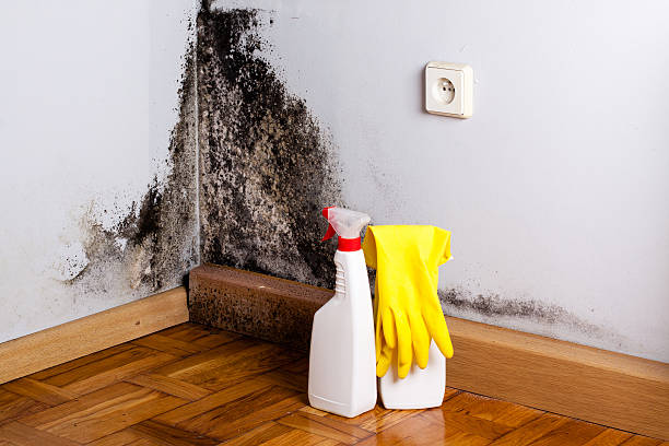Best Mold Removal Near Me  in Keuka Park, NY